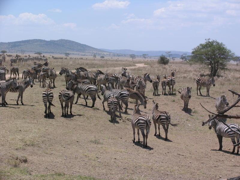 Serengeti_1342