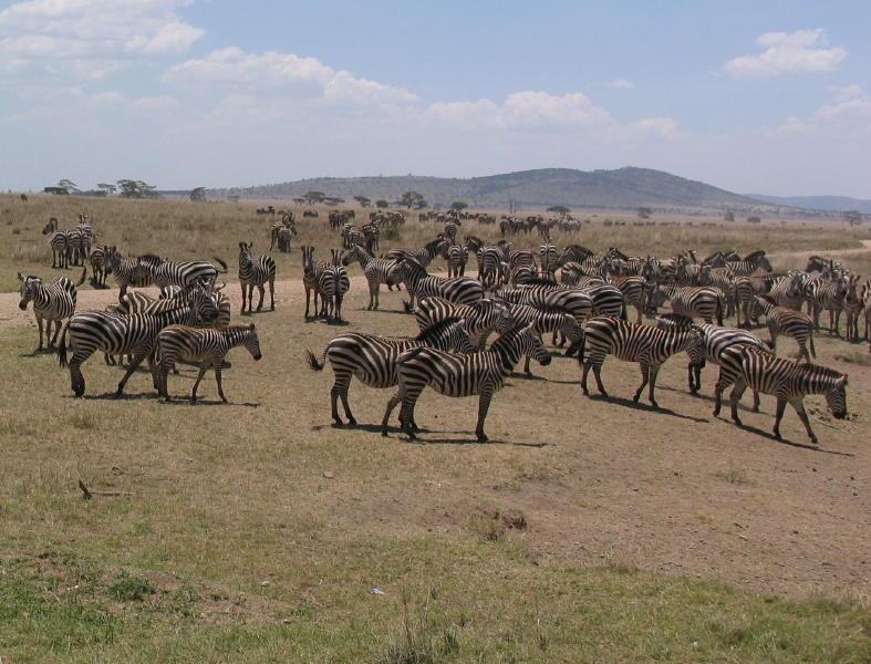 Serengeti_1343