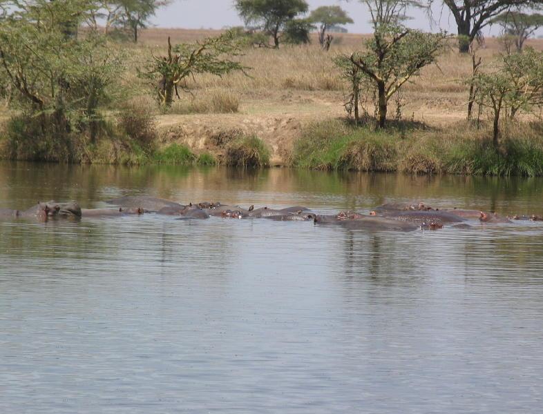 Serengeti_1345