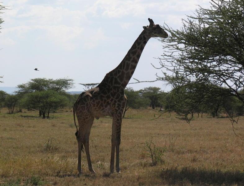 Serengeti_1349