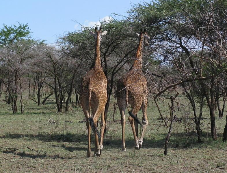 Serengeti_1350