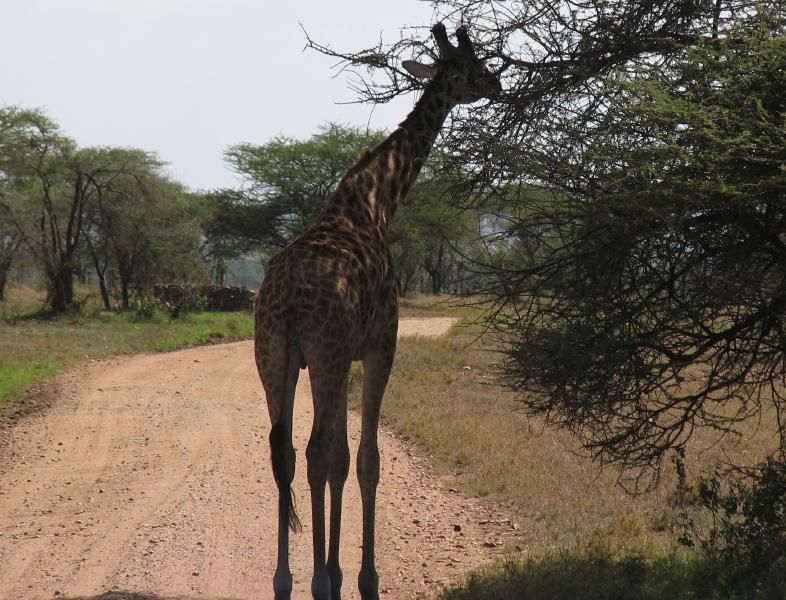 Serengeti_1351