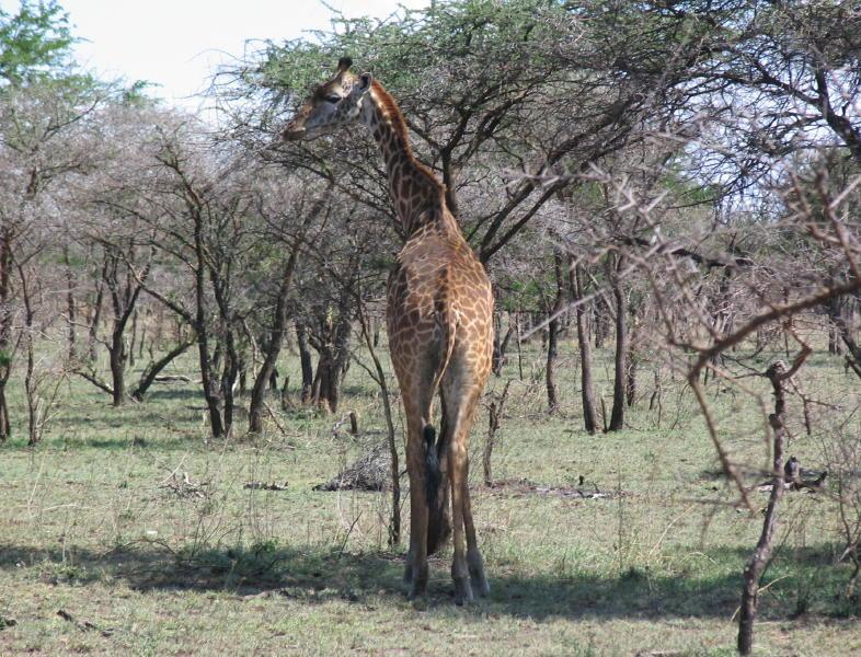 Serengeti_1352