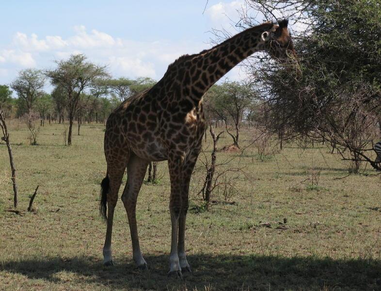 Serengeti_1353