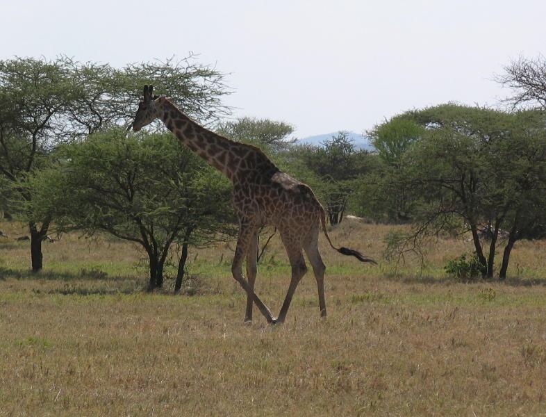 Serengeti_1354