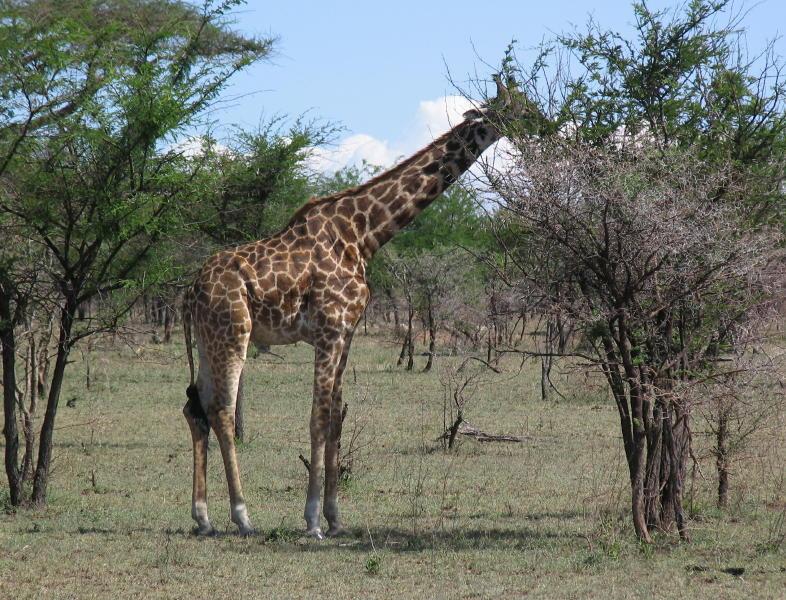 Serengeti_1355