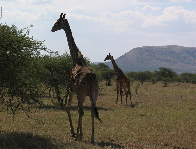 Serengeti_1356