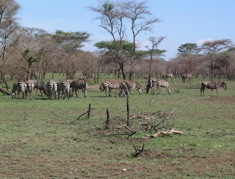 Serengeti_1364