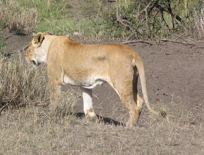 Serengeti_1374