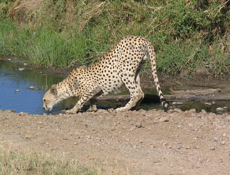 Serengeti_1382