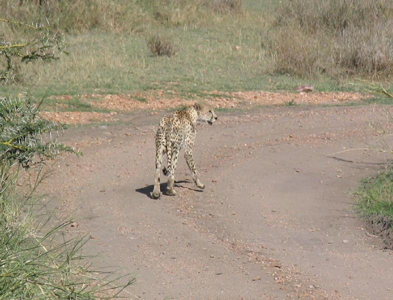 Serengeti_1384