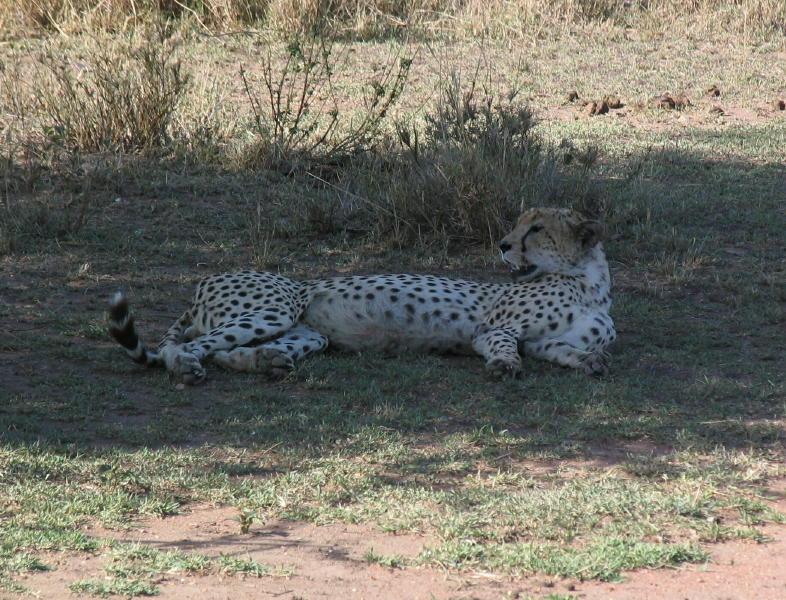 Serengeti_1387