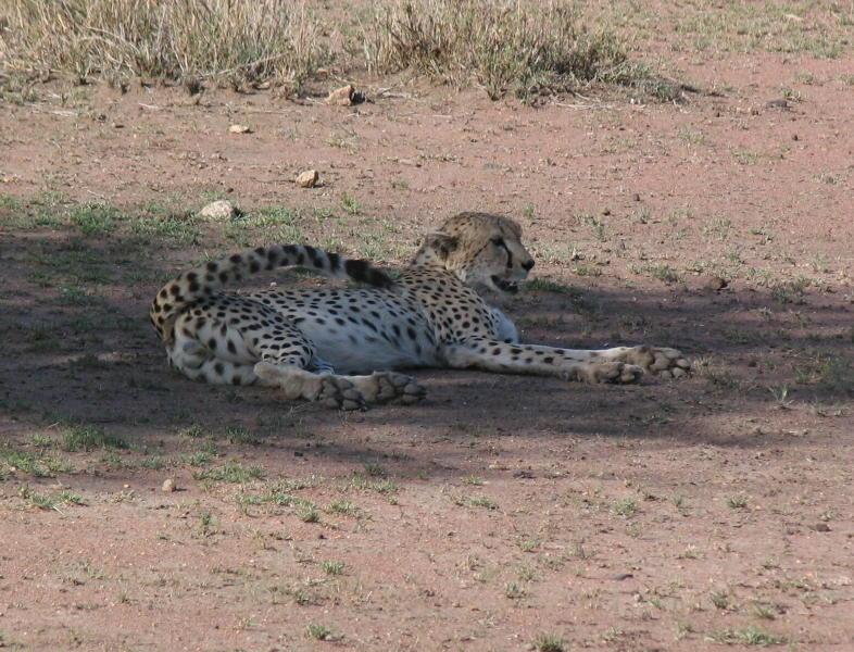 Serengeti_1388