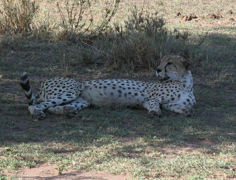 Serengeti_1389