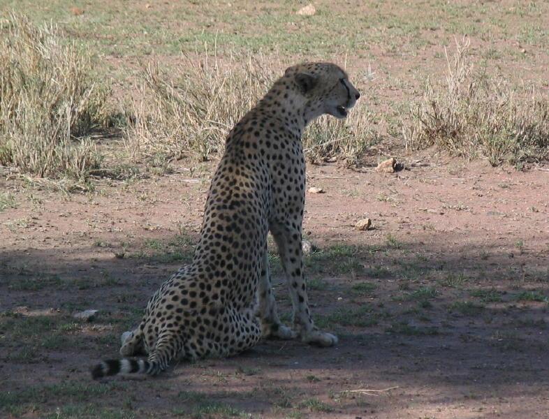 Serengeti_1394