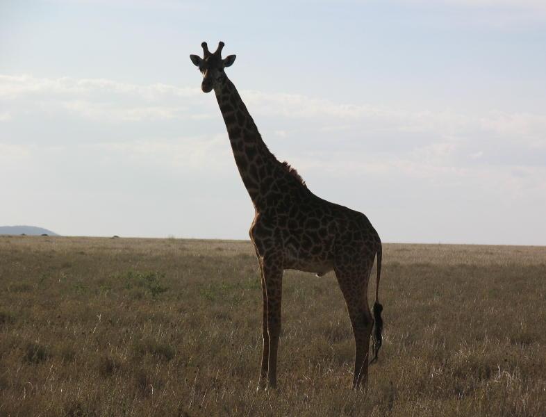 Serengeti_1397