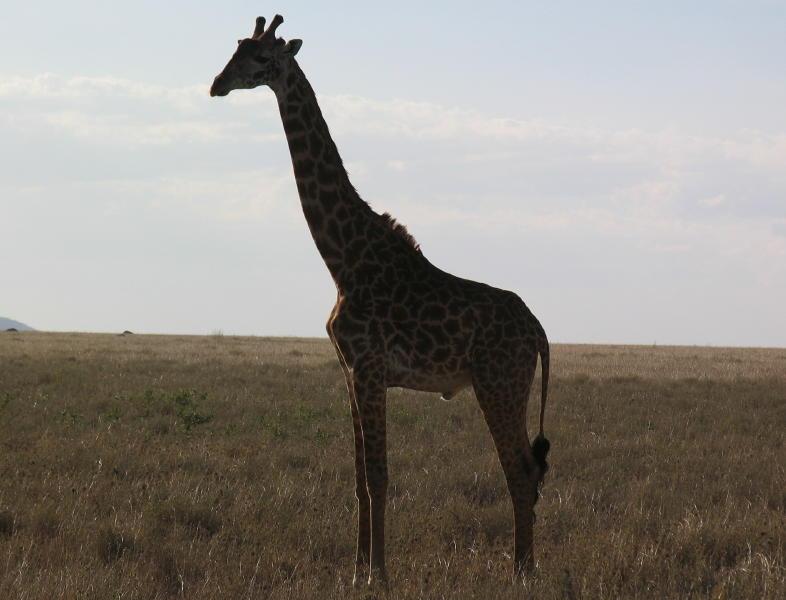 Serengeti_1398