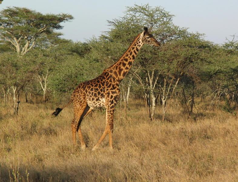 Serengeti_1399