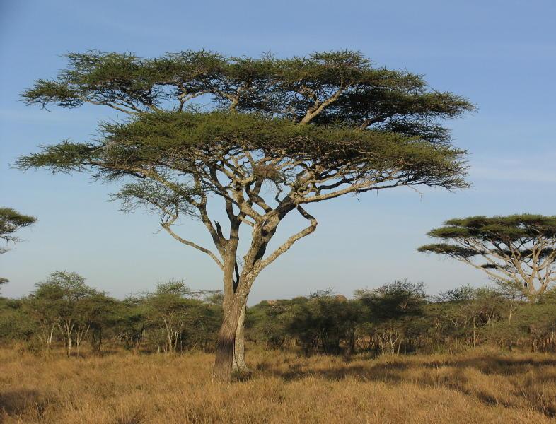 Serengeti_1400