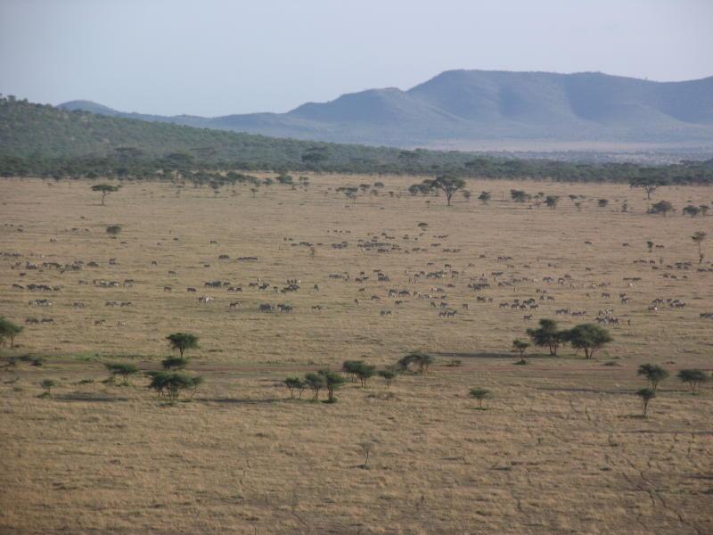 Serengeti_1427