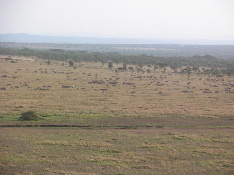 Serengeti_1429