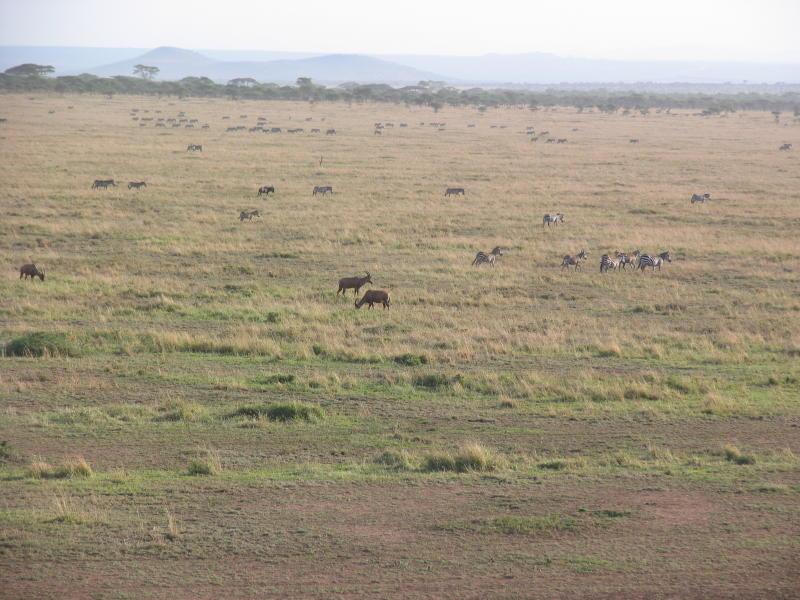 Serengeti_1431