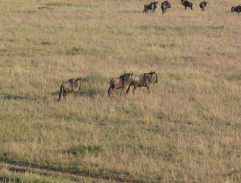 Serengeti_1435