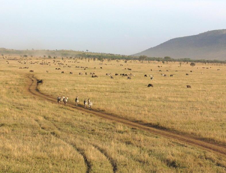 Serengeti_1437