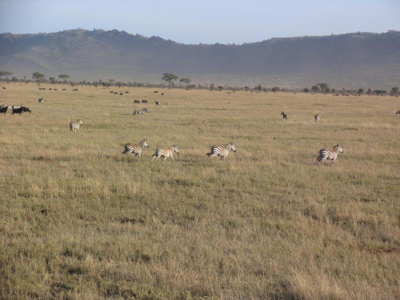 Serengeti_1440