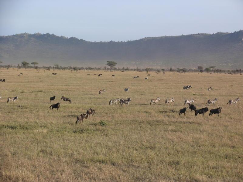 Serengeti_1441