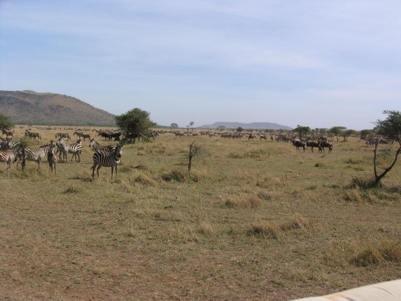 Serengeti_1465