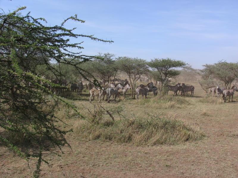 Serengeti_1466