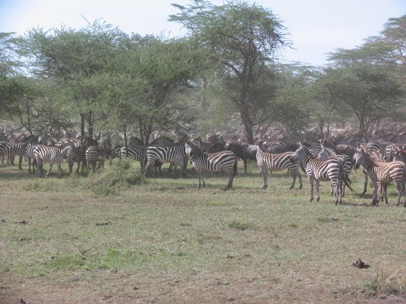 Serengeti_1467