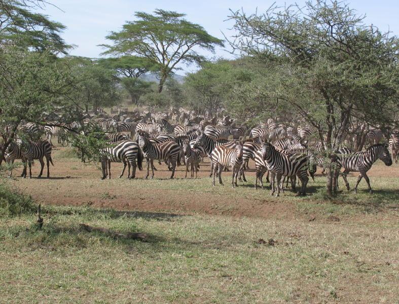 Serengeti_1468