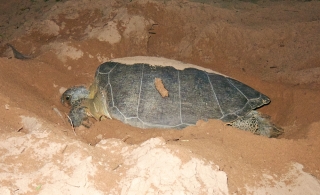 Skildpadder-031.jpg