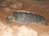 Skildpadder-031.jpg
