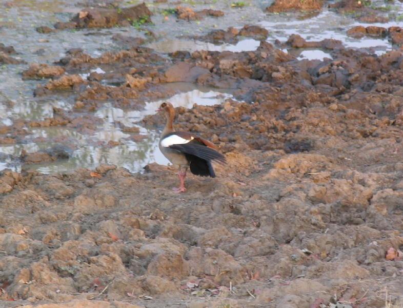 South-Luangwa_0940