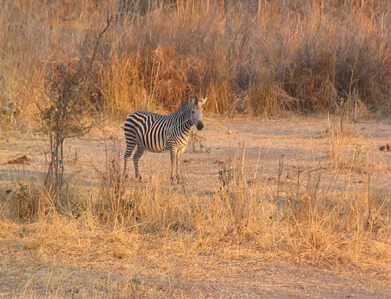 South-Luangwa_0941