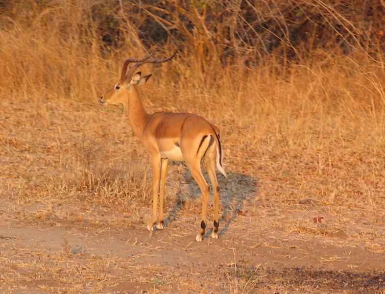 South-Luangwa_0944