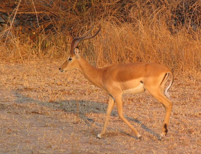 South-Luangwa_0945