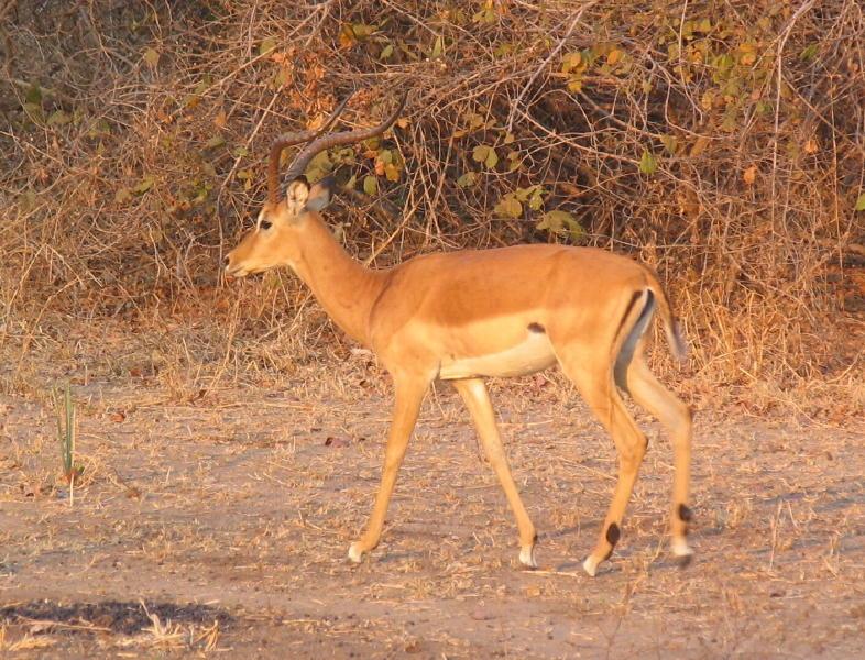 South-Luangwa_0946