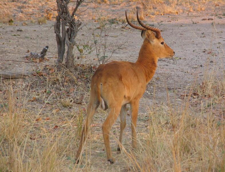 South-Luangwa_0950