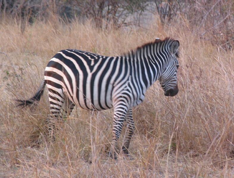 South-Luangwa_0952