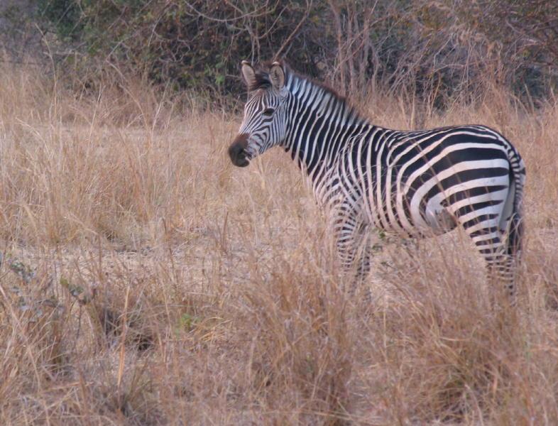 South-Luangwa_0955