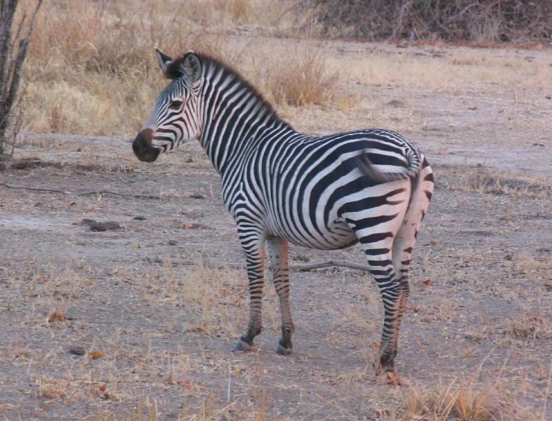 South-Luangwa_0956