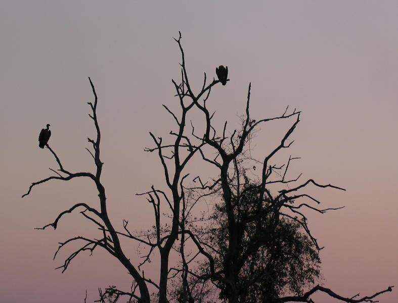 South-Luangwa_0961