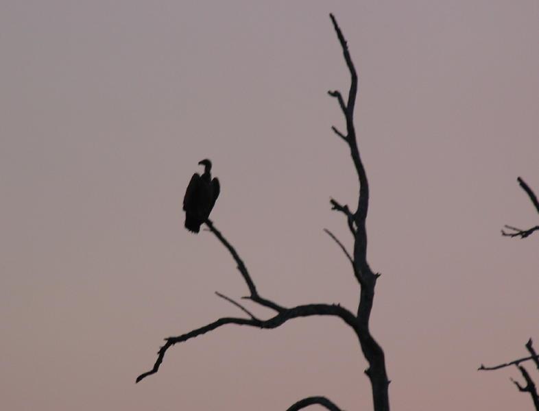 South-Luangwa_0962