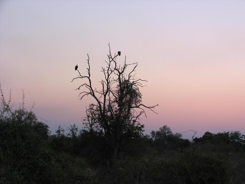 South-Luangwa_0963