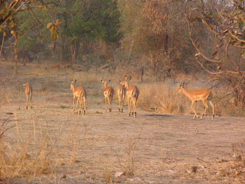 South-Luangwa_0982