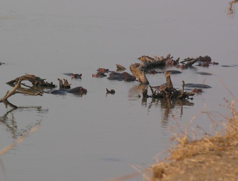 South-Luangwa_0983